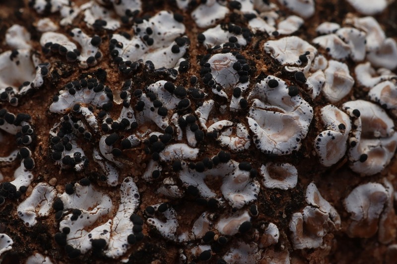 Crenate Fishscale Lichen photo 7