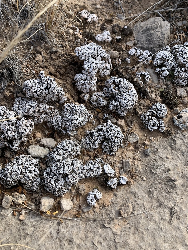 Crenate Fishscale Lichen photo 8