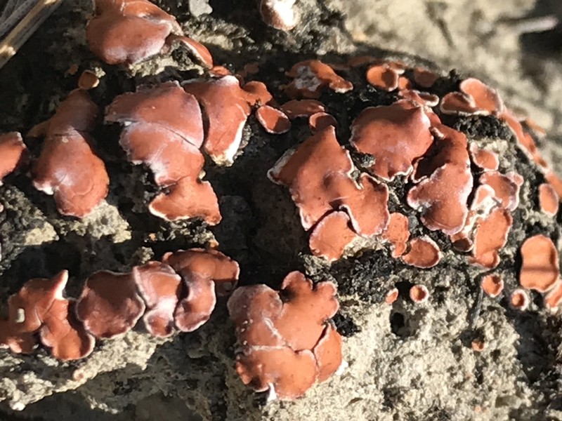 Fishscale Lichen