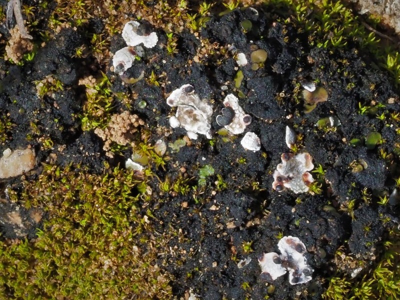 Fishscale Lichen photo 2