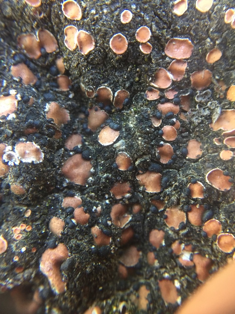 Fishscale Lichen photo 3