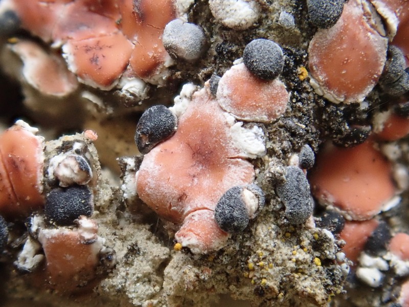 Fishscale Lichen photo 4