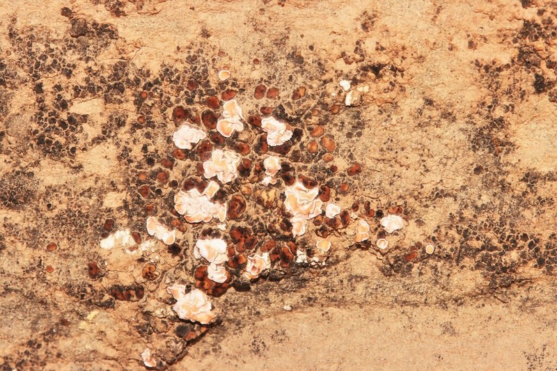 Fishscale Lichen photo 5