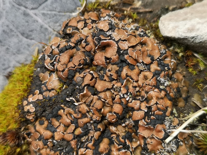 Fishscale Lichen photo 6