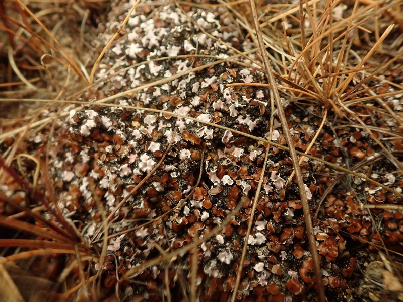 Fishscale Lichen photo 7