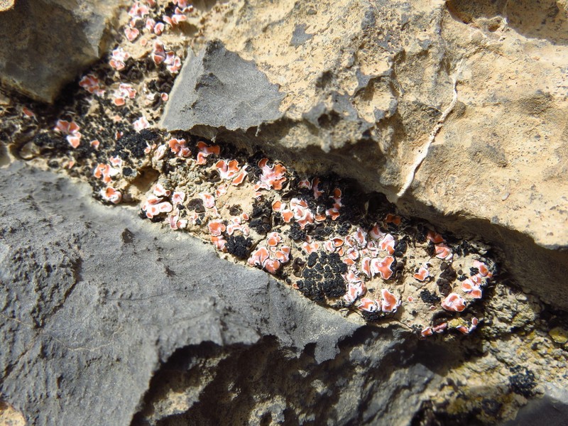 Fishscale Lichen photo 8
