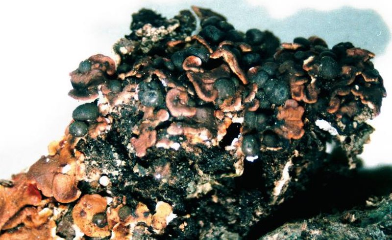 Globe Fishscale Lichen