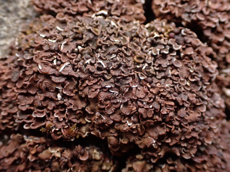 Globe Fishscale Lichen