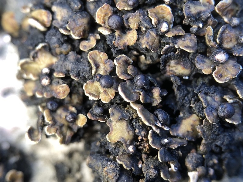 Globe Fishscale Lichen photo 2