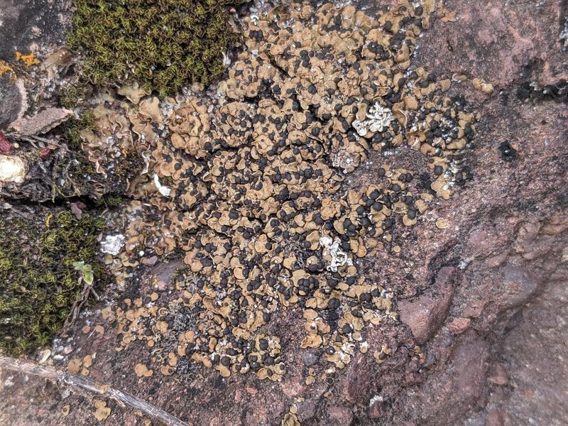Globe Fishscale Lichen photo 3