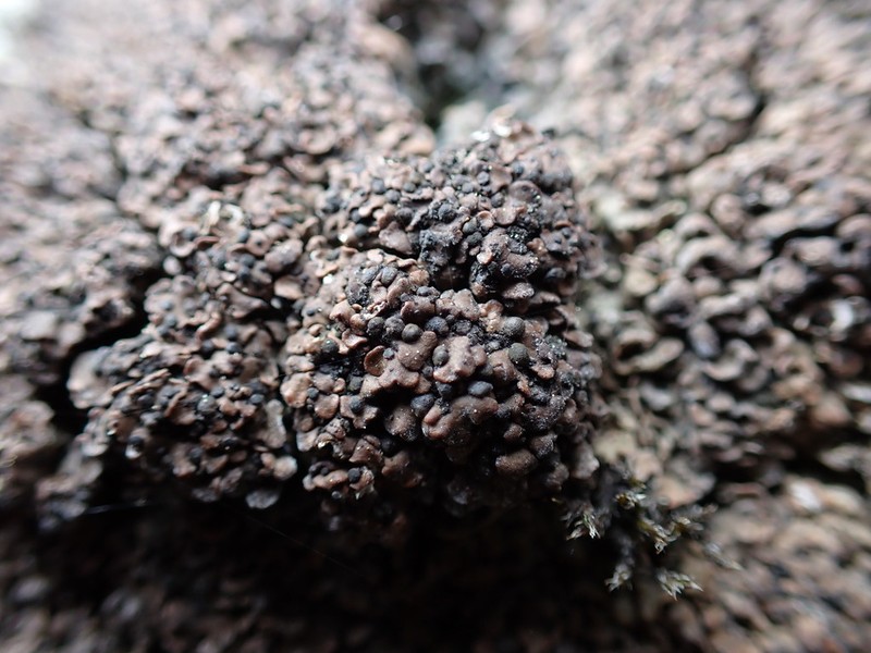 Globe Fishscale Lichen photo 4