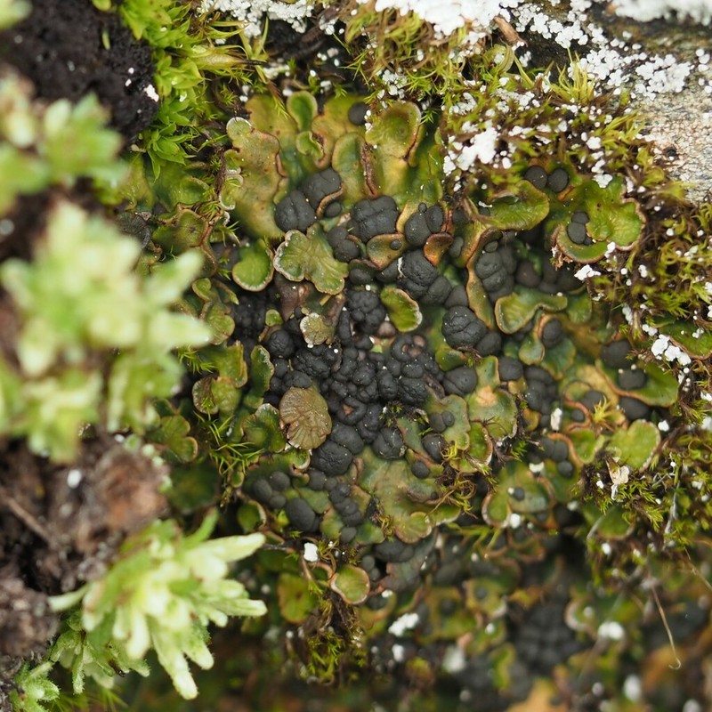 Globe Fishscale Lichen photo 5