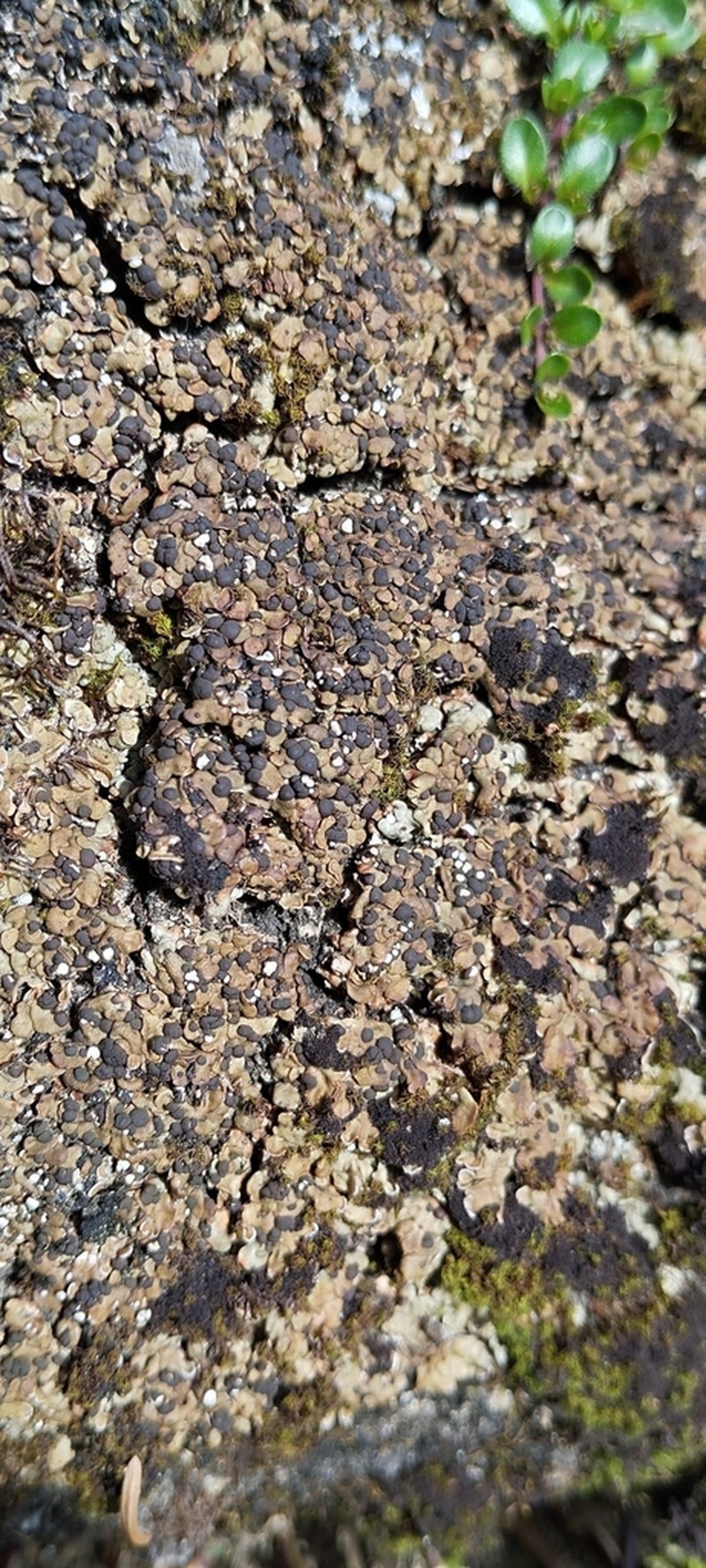 Globe Fishscale Lichen photo 6
