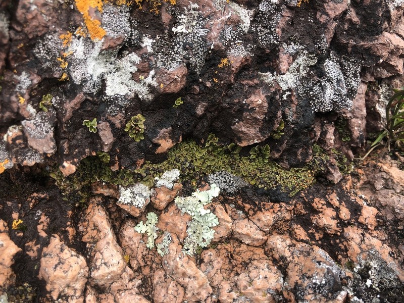 Globe Fishscale Lichen photo 7