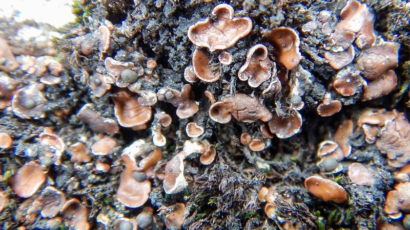Globe Fishscale Lichen photo 8