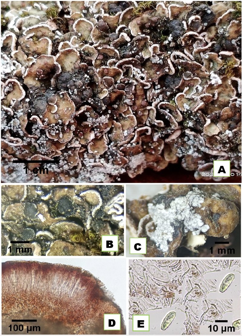 Himalaya Fishscale Lichen