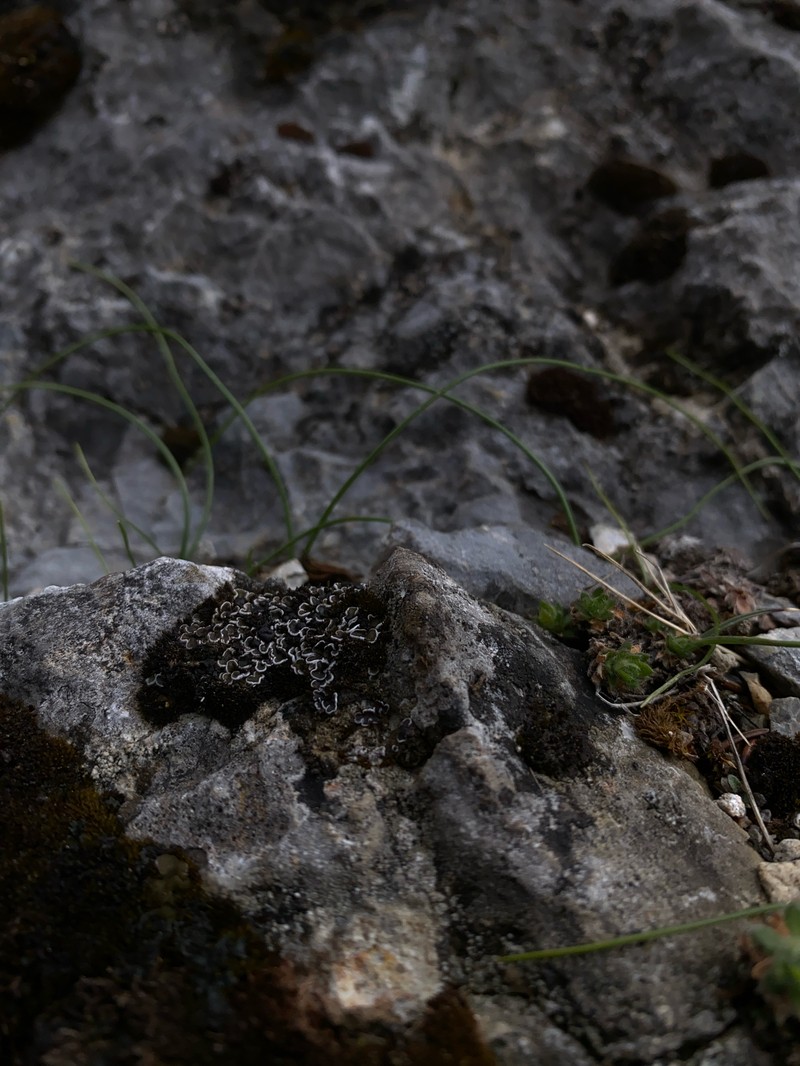 Himalaya Fishscale Lichen