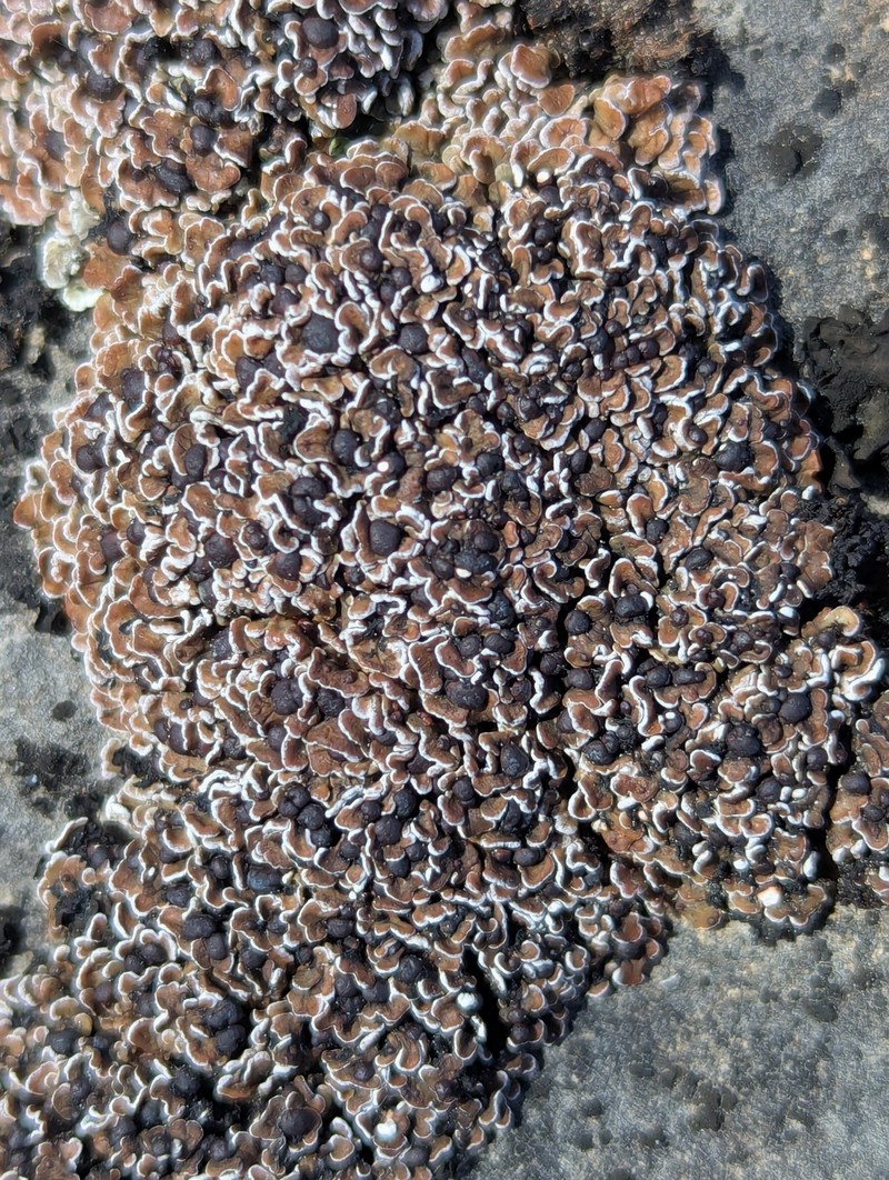 Himalaya Fishscale Lichen photo 2
