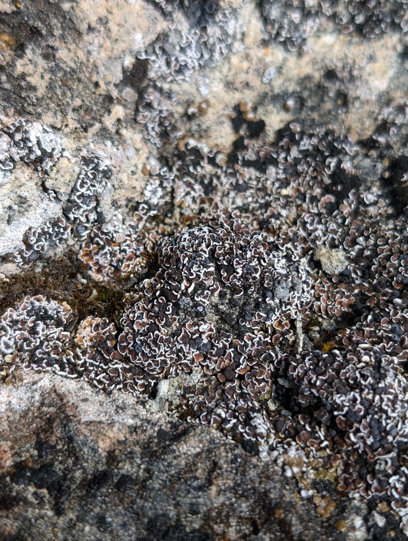 Himalaya Fishscale Lichen photo 3