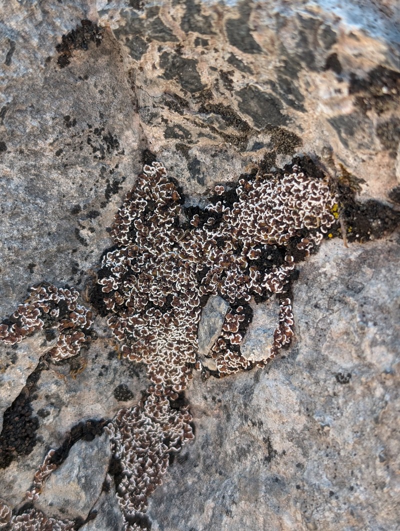 Himalaya Fishscale Lichen photo 4