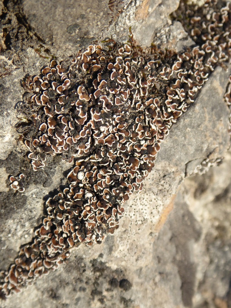 Himalaya Fishscale Lichen photo 5