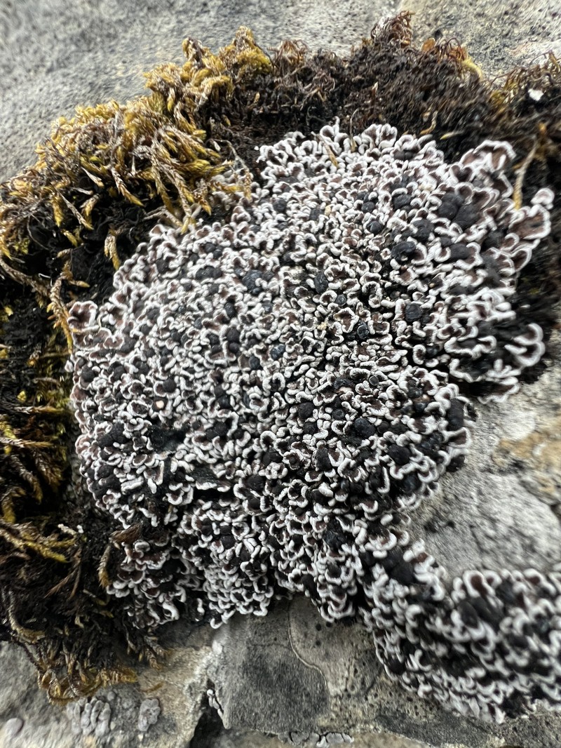 Himalaya Fishscale Lichen photo 6