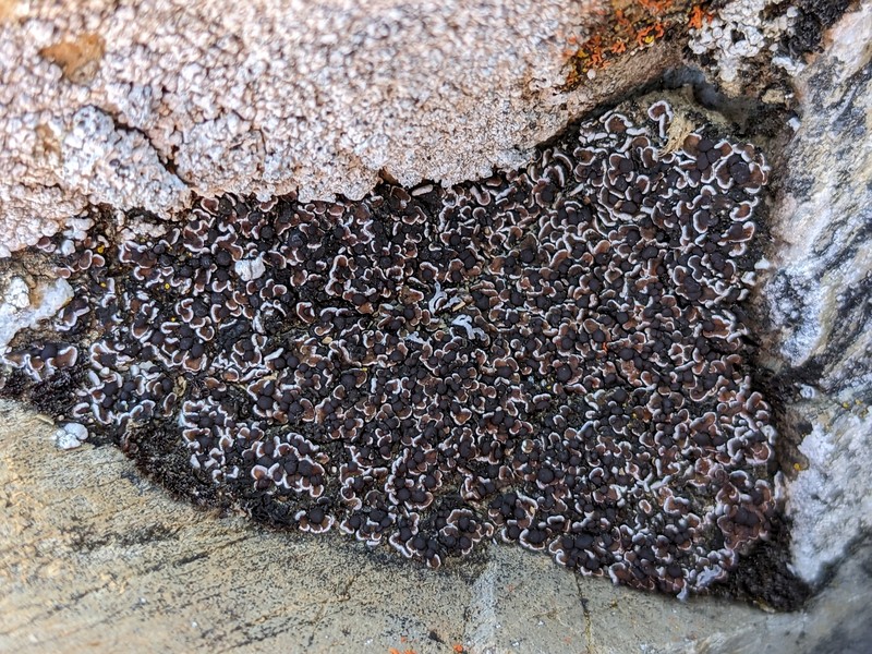 Himalaya Fishscale Lichen photo 7