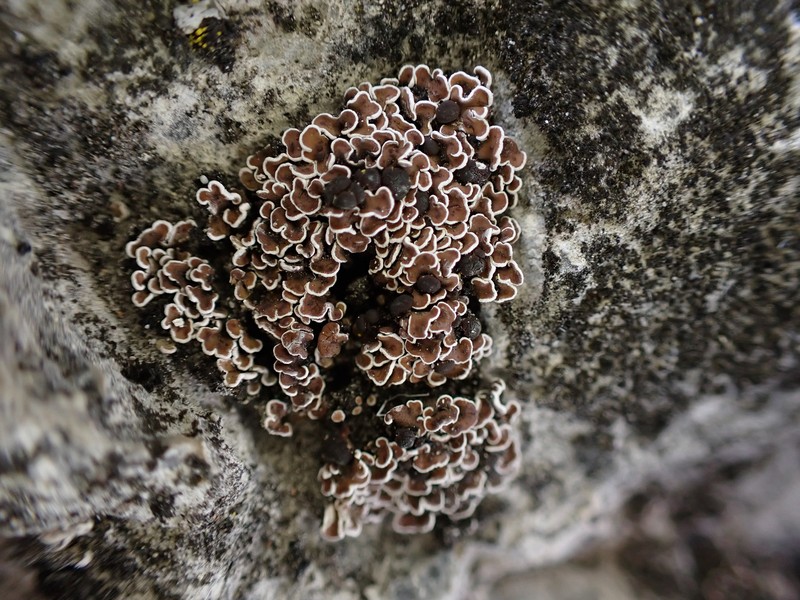 Himalaya Fishscale Lichen photo 8