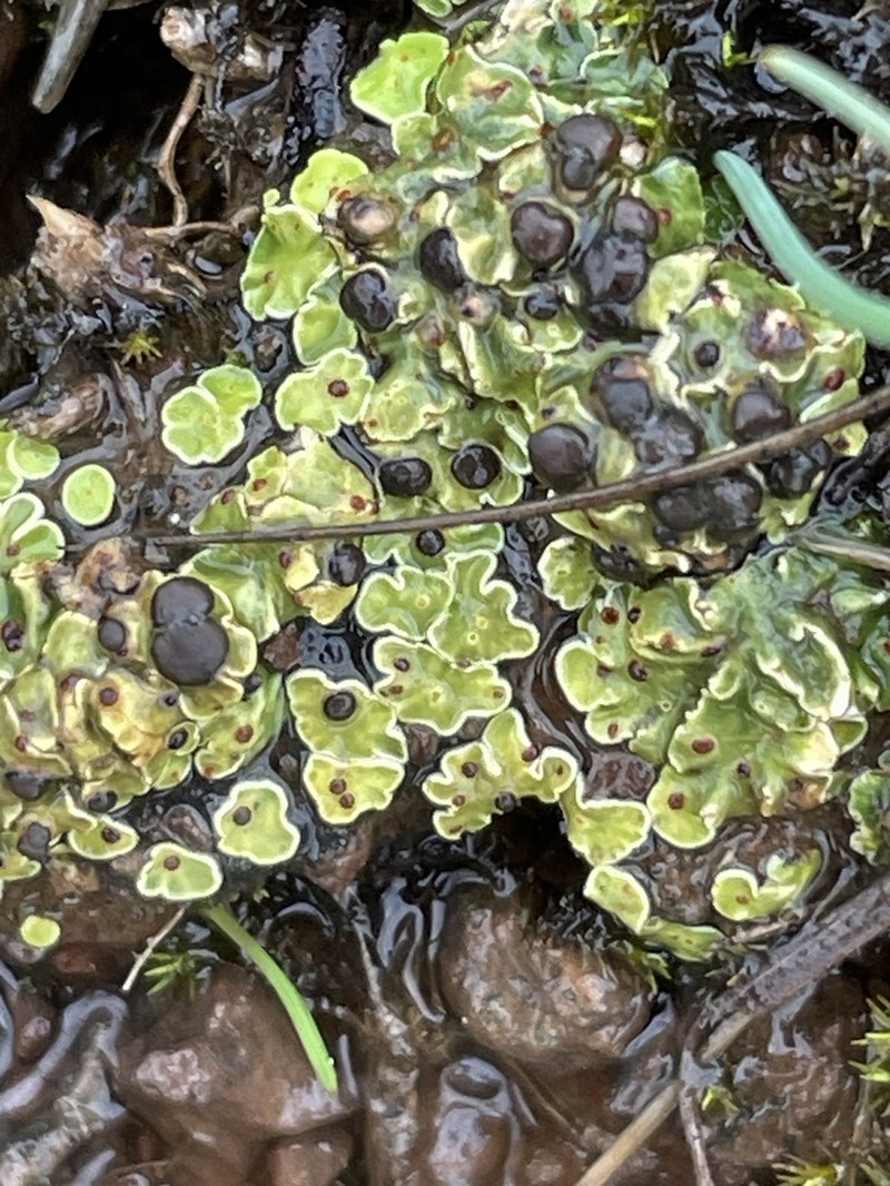 Fishscale Lichen
