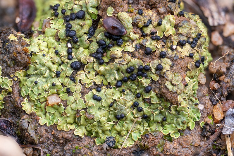 Fishscale Lichen photo 2
