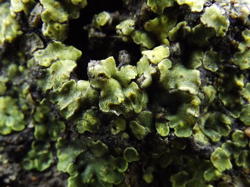 Fishscale Lichen photo 3