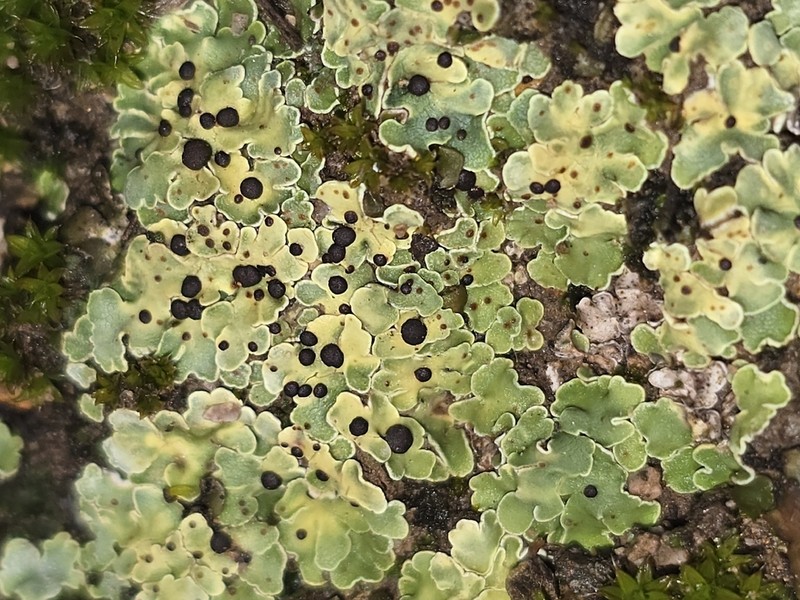 Fishscale Lichen photo 4