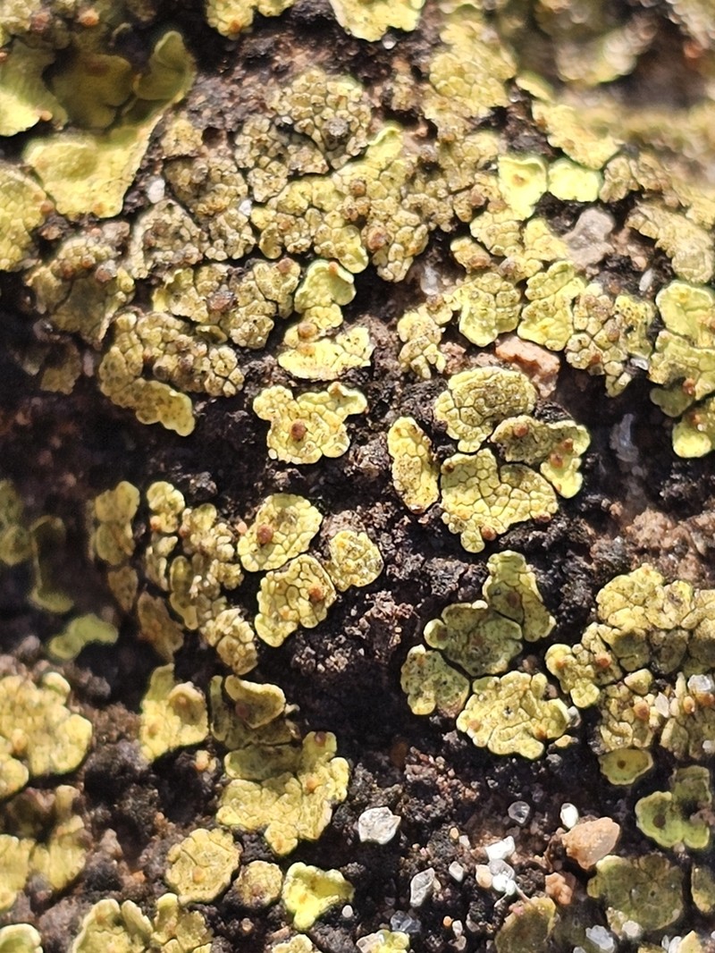 Fishscale Lichen photo 5