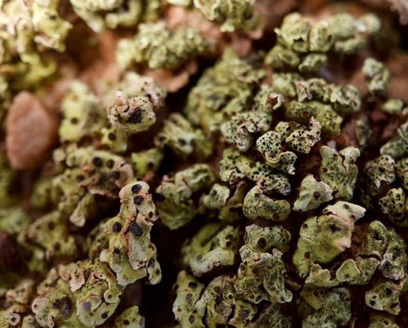 Fishscale Lichen photo 6