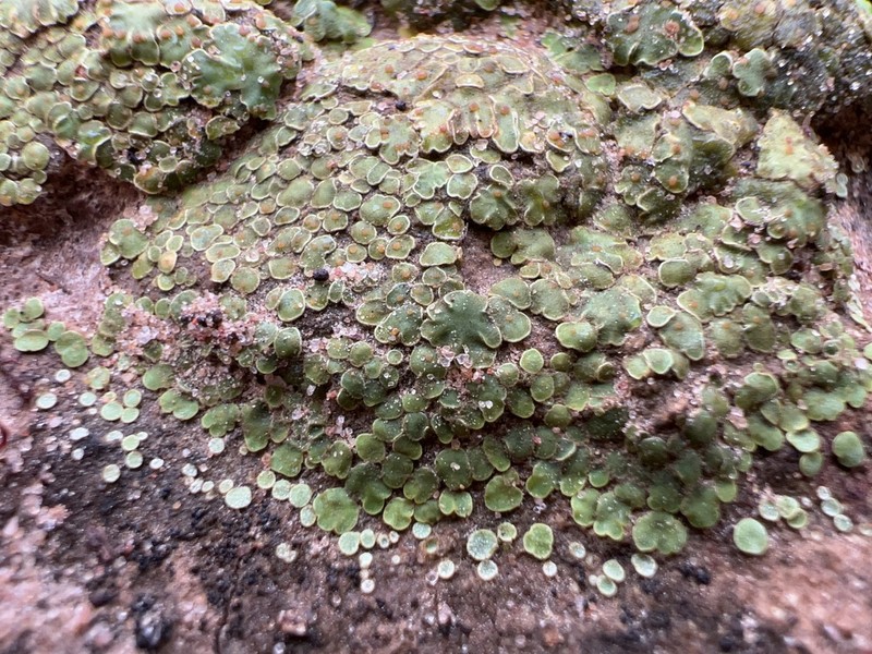 Fishscale Lichen photo 7