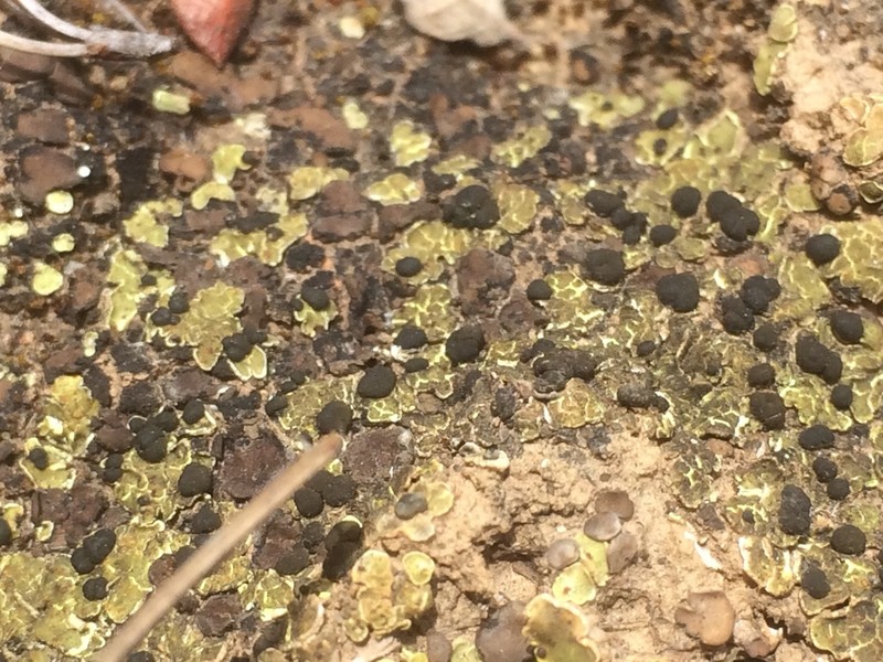 Fishscale Lichen photo 8