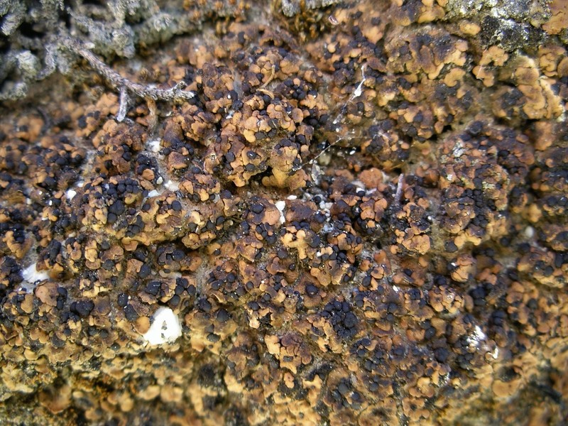 Lurid Fishscale Lichen