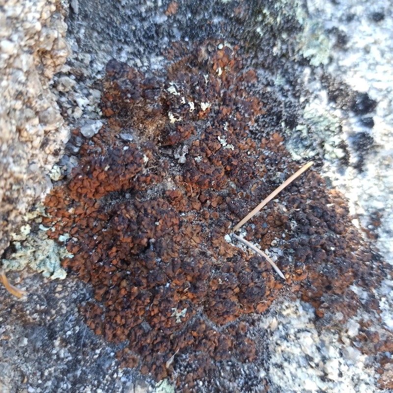 Lurid Fishscale Lichen photo 2