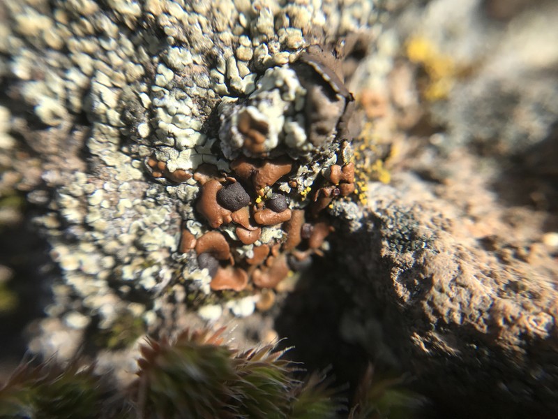 Lurid Fishscale Lichen photo 3