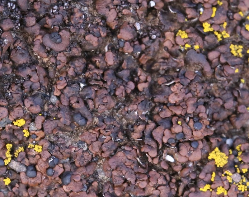 Lurid Fishscale Lichen photo 4