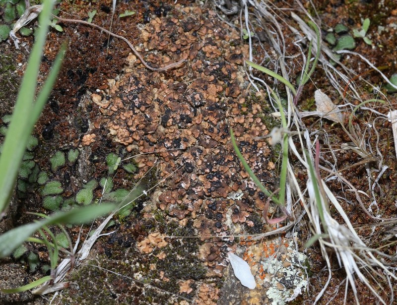Lurid Fishscale Lichen photo 5