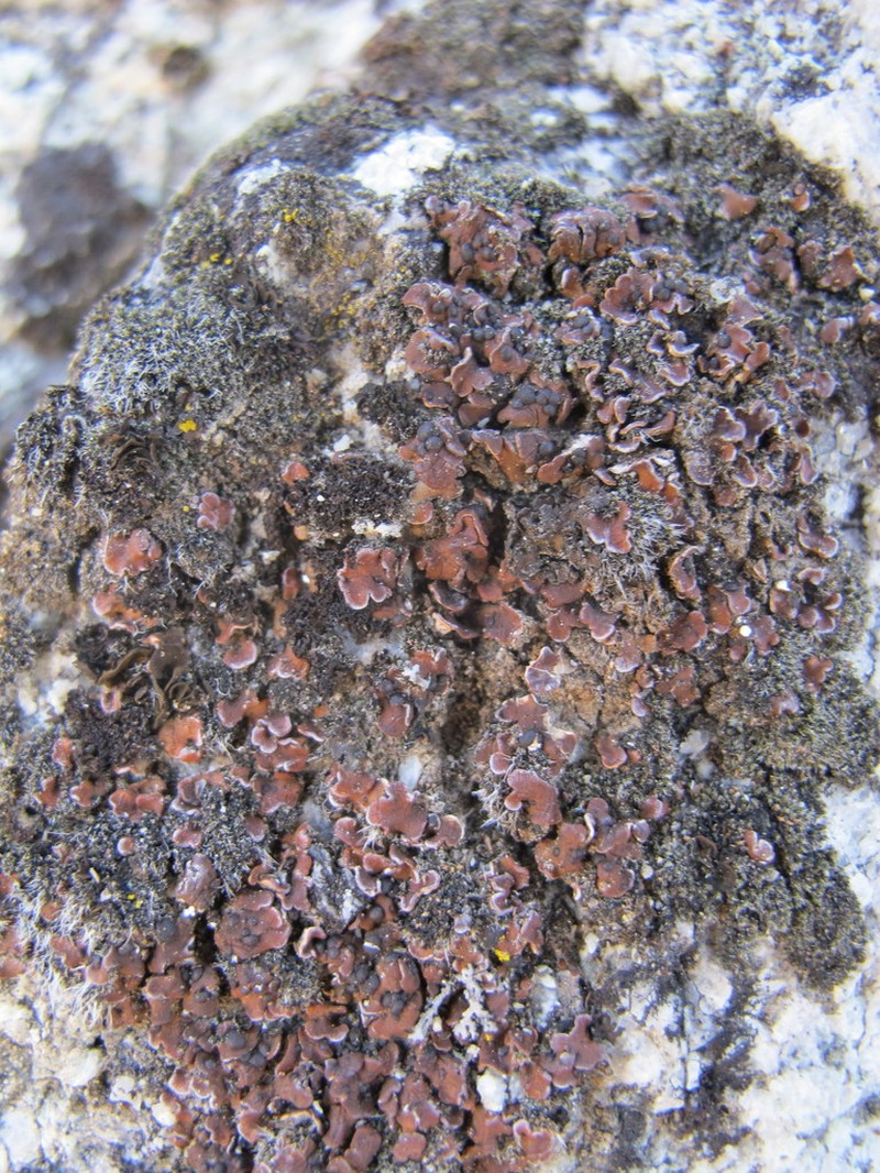Lurid Fishscale Lichen photo 6