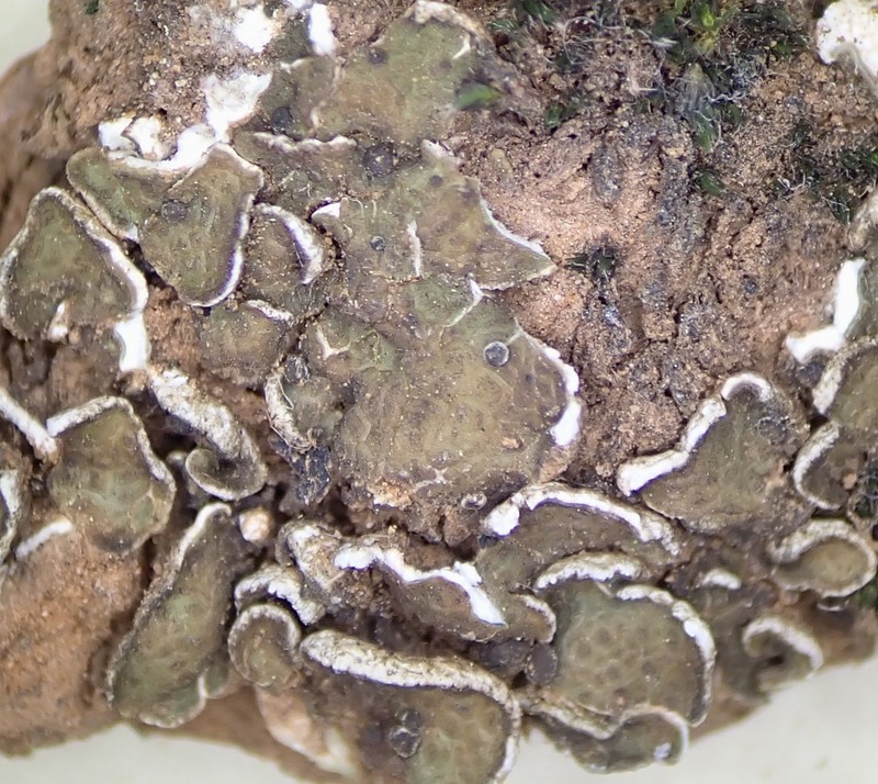 Lurid Fishscale Lichen photo 8