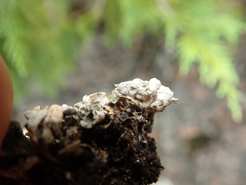 Japanese Fishscale Lichen