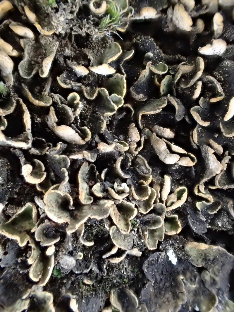 Japanese Fishscale Lichen
