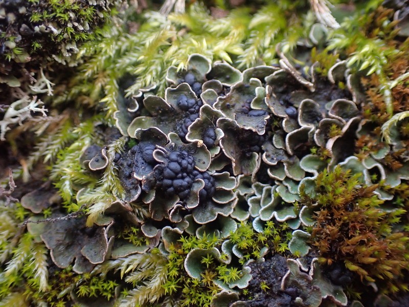 Japanese Fishscale Lichen photo 2