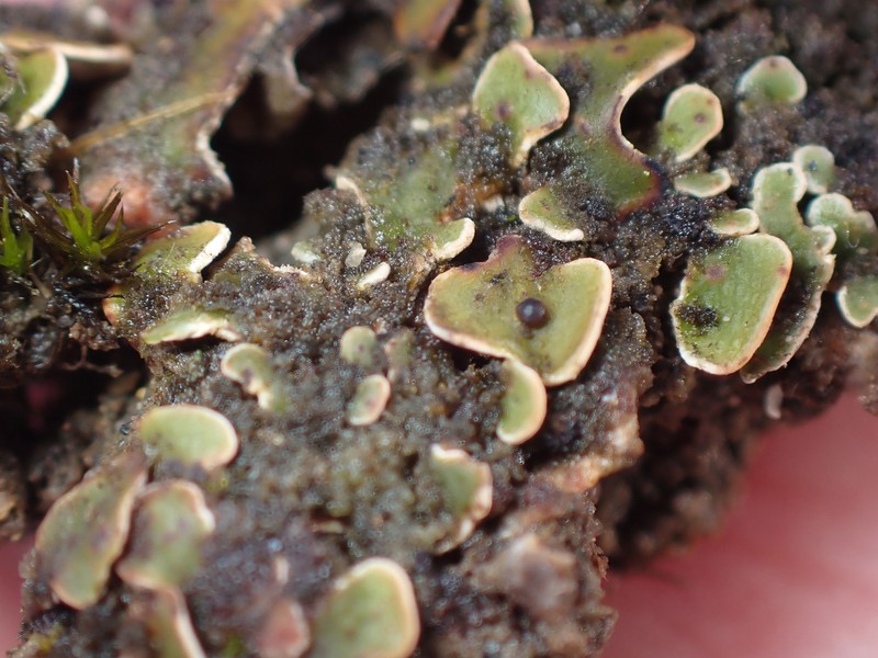 Japanese Fishscale Lichen photo 3