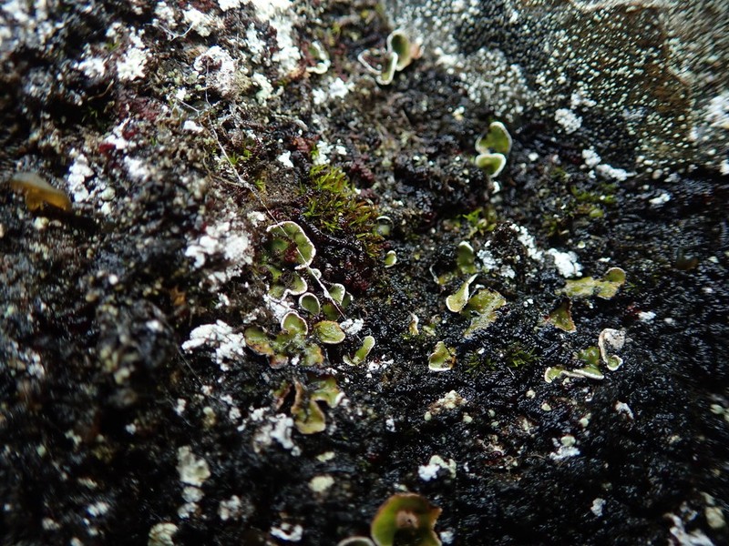 Japanese Fishscale Lichen photo 4