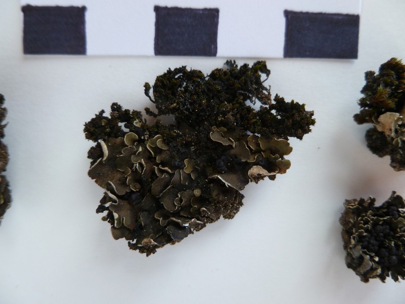 Japanese Fishscale Lichen photo 5