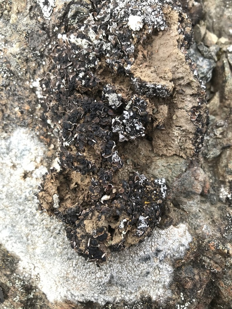 Japanese Fishscale Lichen photo 6